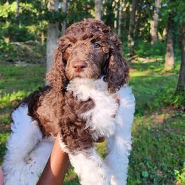 Churro - Parti female Poodle puppy in Dover, Delaware from Dogtastic Poodles