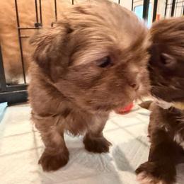 Coco - Chocolate female Shih Tzu puppy in Riverside, California from AKC Shih Tzu of California