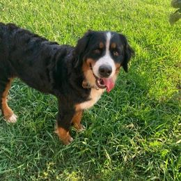 Bernese Mountain Dogs from Shadow Acres