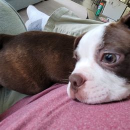 Boston Terrier Puppies from Harvey's Baby Bostons