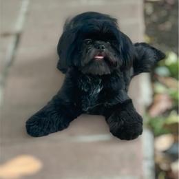 AKC Bear - Black male Shih Tzu puppy in Los Angeles, California from LUXURY PAWS