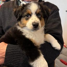 Ruby - Black tri female Miniature Australian Shepherd puppy in Bristow, Iowa from Pine Ridge Toy Aussies
