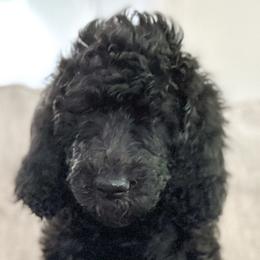 Johnny (yellow collar) - Black Goldendoodle puppy in Modesto, California from HoneyBee’s Doodles and Poodles