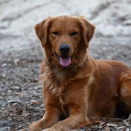 Golden Retriever puppies from Lace's High Flying German Shepherds And Golden Retrievers