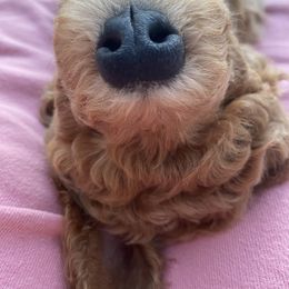 Goldendoodle Puppies from Heavenly Hilltop Farm