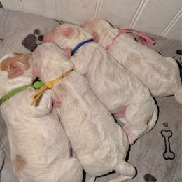 Cavapoochon puppies from Hippdoodranch