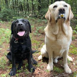 Labrador Retriever All Grown Up from Tidal Retrievers