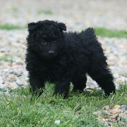 Maker - Black male Mudi puppy in Gatlinburg, Tennessee from Greenbrier