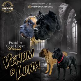 Boy 4 - Gray male Cane Corso puppy in San Jacinto, California from Premium Cane Corso