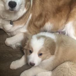 Border Collie Puppies from Cahill’s Canines