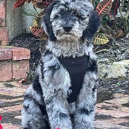 Goldendoodles from SlattonDoodles