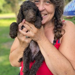 Poodle Puppies from Heart and Soul Standard Poodles