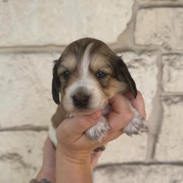 Willie - Piebald male Dachshund puppy in Troup, Texas from East Texas Dachshunds