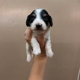 Reggie - Piebald male Dachshund puppy in Nashville, Arkansas from Cuddles n Curls