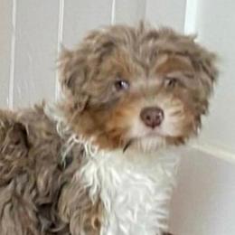 Phoebe - Bernedoodle