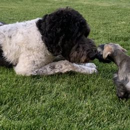 Miniature Schnauzer Puppies from Star Schnauzers