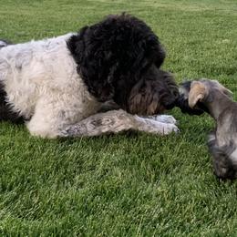 Miniature Schnauzer Puppies from Star Schnauzers
