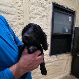 Black Betty - Black female Dachshund puppy in West Plains, Missouri from Spring Creek Dachshunds