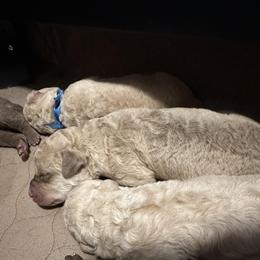 Chesapeake Bay Retriever Puppies from GemiLamb Gun Dogs