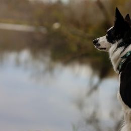 Border Collies from Starfall Border Collies