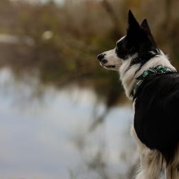 Border Collies from Starfall Border Collies