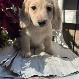 Cream boy one - Cream male Dachshund puppy in Payette, Idaho from NT Mini Doxies