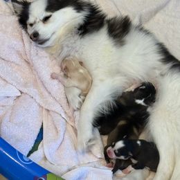 Pomsky puppies from Winter’s Perfect Pomskies
