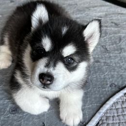 Lime Sickle - Black and white Siberian Husky puppy in Aberdeen, Washington from Shaffer Family Farm
