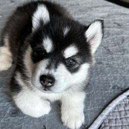 Lime Sickle - Black and white Siberian Husky puppy in Aberdeen, Washington from Shaffer Family Farm