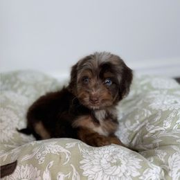 Cruise BLUE EYES - Red merle male Aussiedoodle puppy in Sweetwater, Florida from Sandy Snout Doodles