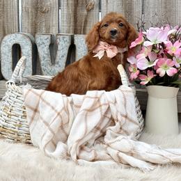 Boy 5 - male Cavapoo puppy in Falmouth, Michigan from Dyer Lake Newfoundland’s