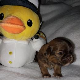Hooper - Liver and white male Shih Tzu puppy in Arcadia, Florida from Kitsune Cuddles and kisses