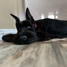 Giant Schnauzer Puppies from W2G Giant Schnauzers