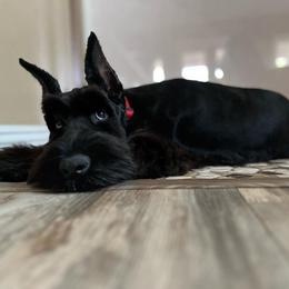 Giant Schnauzer Puppies from W2G Giant Schnauzers
