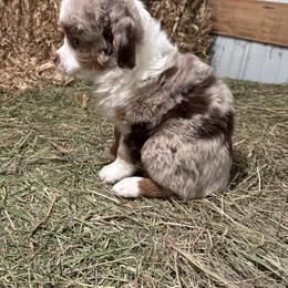 Miniature Australian Shepherd Puppies from Mid-Plains Mini Aussies