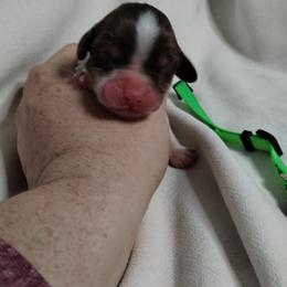 Light green - Liver white and tan female English Springer Spaniel puppy in Redding, California from Springer's Journey Spaniels California