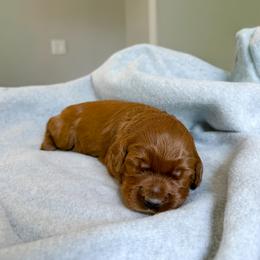 Ross - Red male Australian Labradoodle puppy in Chelsea, Michigan from Michigan Labradoodles