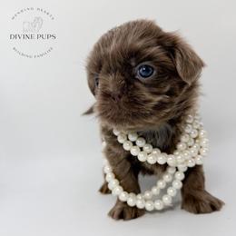 Dassy - Lilac female Shih Tzu puppy in League City, Texas from Divine Pups