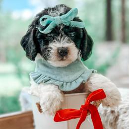 Lula - Parti female Goldendoodle puppy in Iola, Texas from Supreme Doodles of Texas