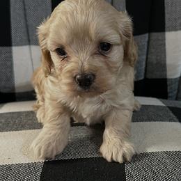 PJ - Brown female Cockapoo puppy in Mooresville, North Carolina from Clearview Canines