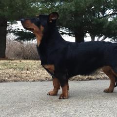 Grand Basset Griffon Vendéen and Lancashire Heeler All Grown Up from Mashury & Black Majesty Kennel