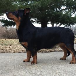 Grand Basset Griffon Vendéen and Lancashire Heeler All Grown Up from Mashury & Black Majesty Kennel