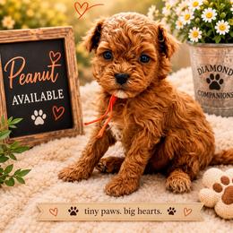 Peanut - Red male Cavapoo puppy in South Jordan, Utah from Diamond Companions