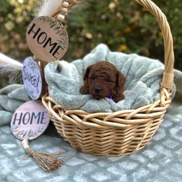 Purple collar (AKC) - Red  male Poodle puppy in Perris, California from Our Poodiful Life