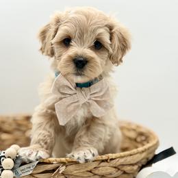 Blue collared male - Apricot male Maltipoo puppy in Marshallville, Ohio from Grassy Meadow Pups