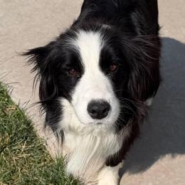 Miss P - Border Collie