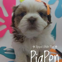 PigPen - Liver and white male Shih Tzu puppy in Peoria, Arizona from Loyal Shih Tzu