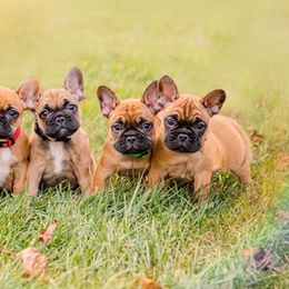 French Bulldog puppies from Adorable frenchies