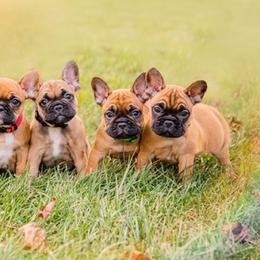 French Bulldog puppies from Adorable frenchies