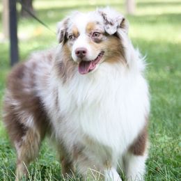 Chase - Miniature American Shepherd